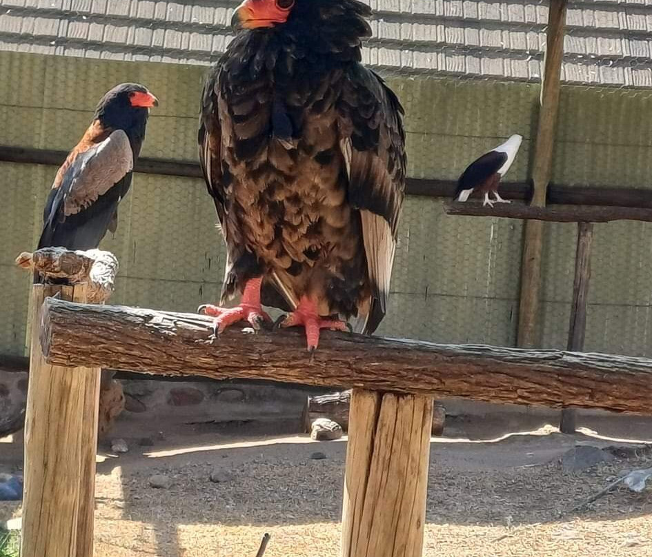 Moholoholo Wildlife Rehabilitation Centre景点图片