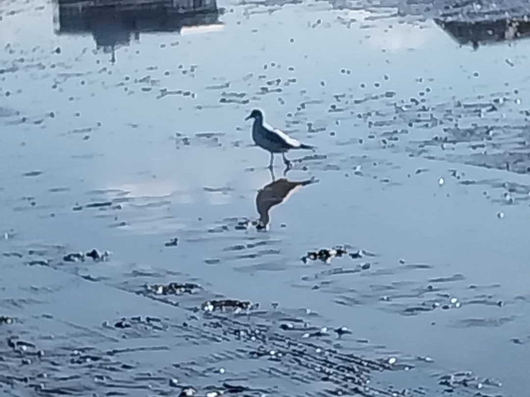 Gönn dir Watt-库克斯港县必去景点