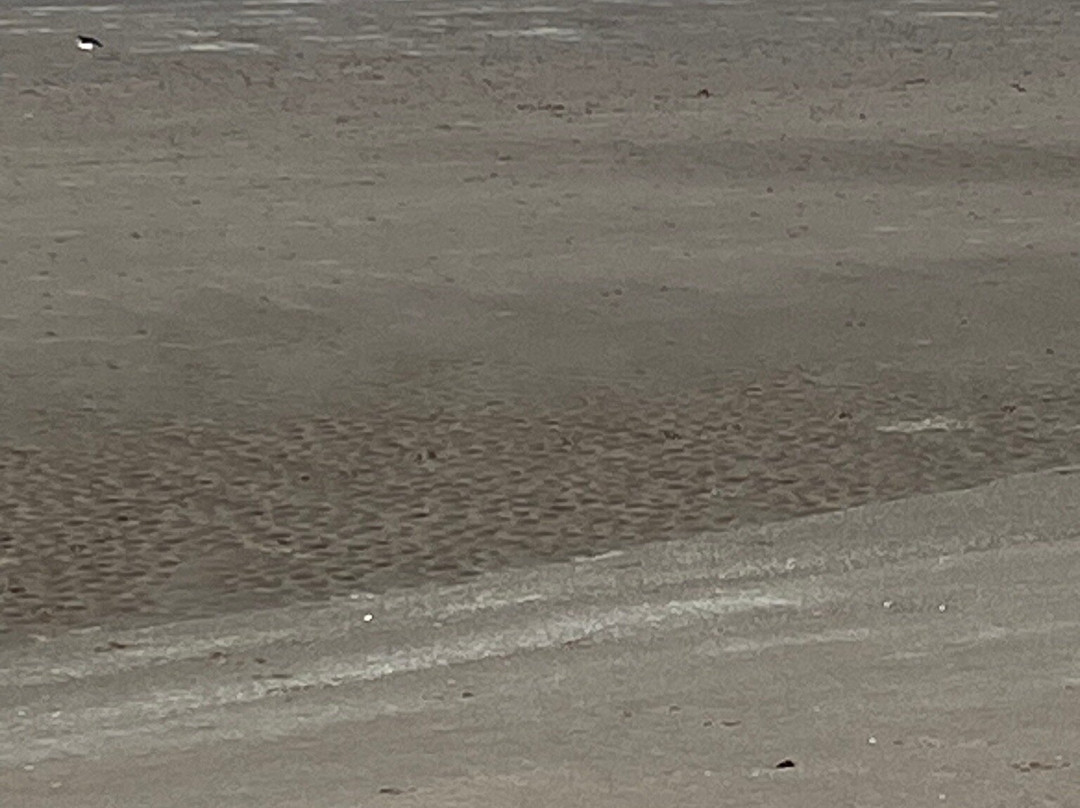 Ayr Beach-艾尔必去景点