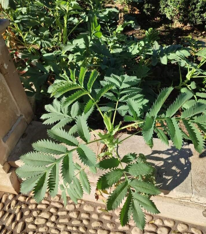 Orto Botanico dell'Università di Catania景点图片