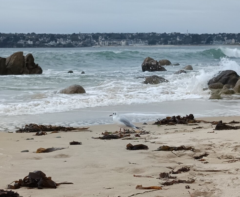 Plage du Petit Minou-Plouzane必去景点