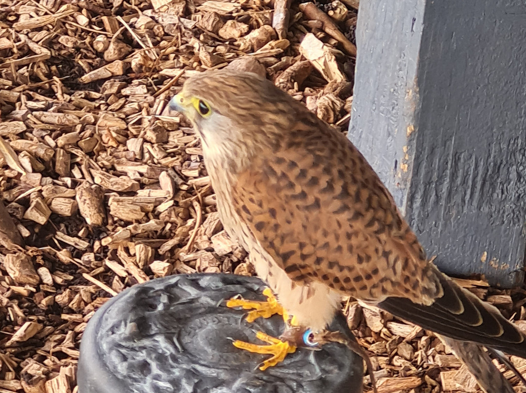 North Somerset Bird of Prey Centre-Congresbury必去景点
