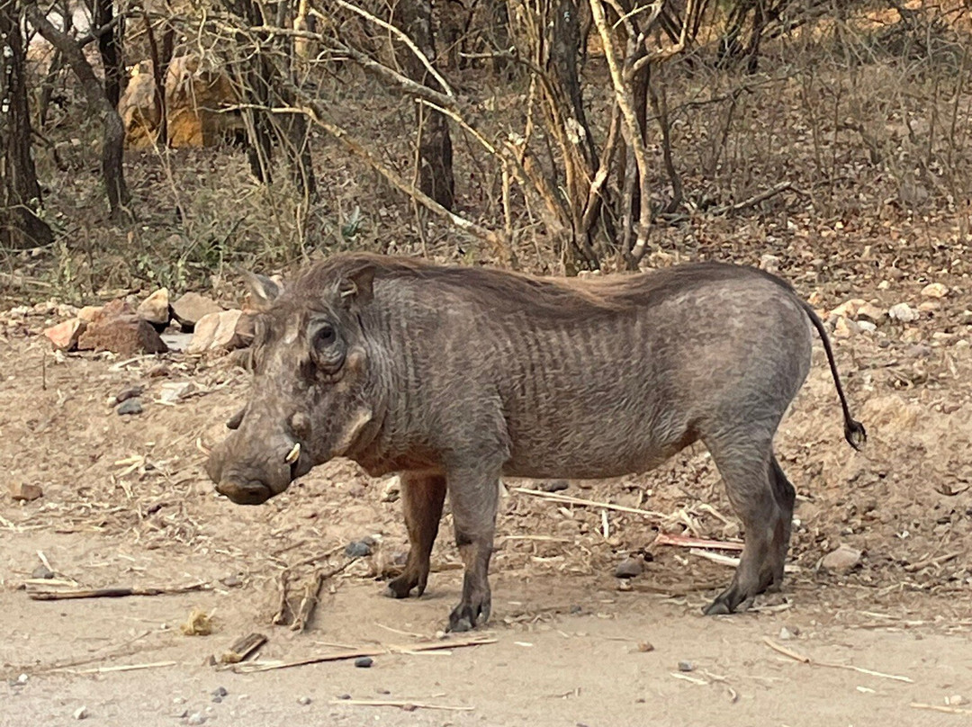 Doringpoort Safari Lodge主图