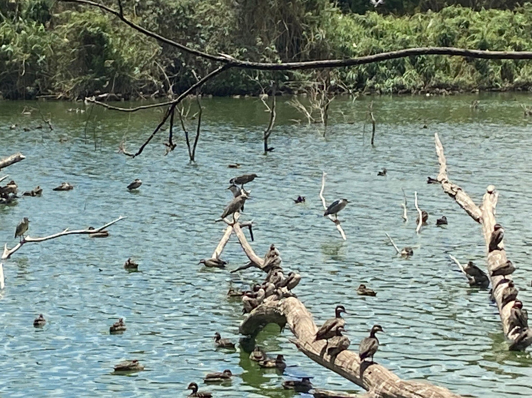 Parc Tsarasaotra景点图片