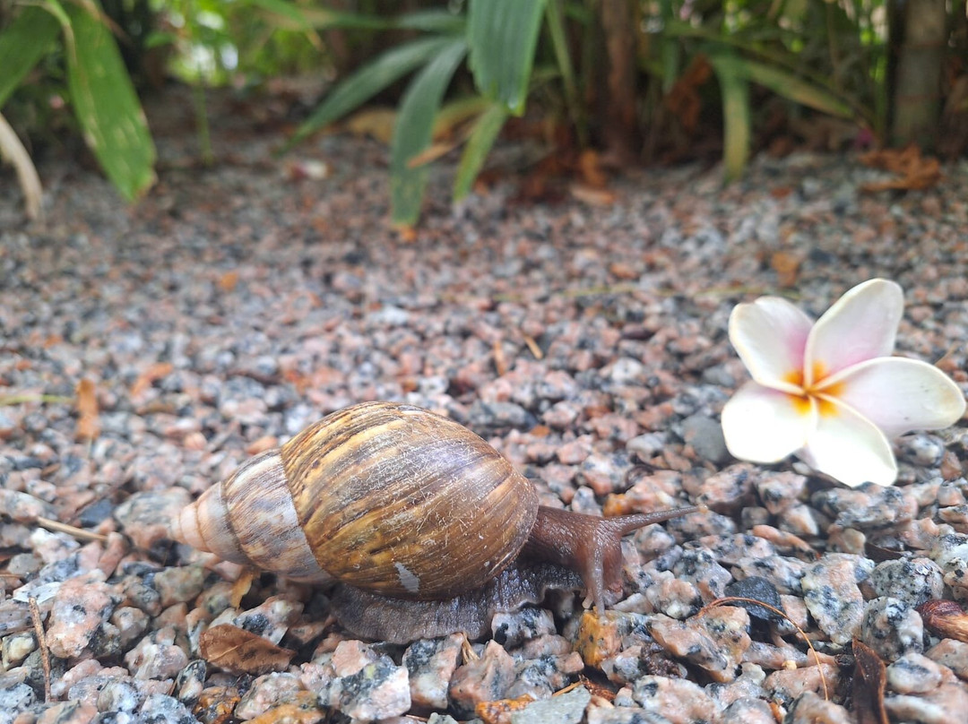 Romance Bungalows主图