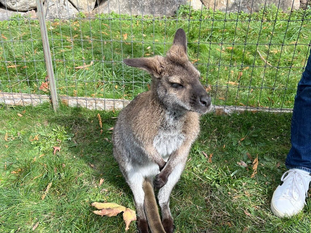 Fall City Wallaby Ranch景点图片