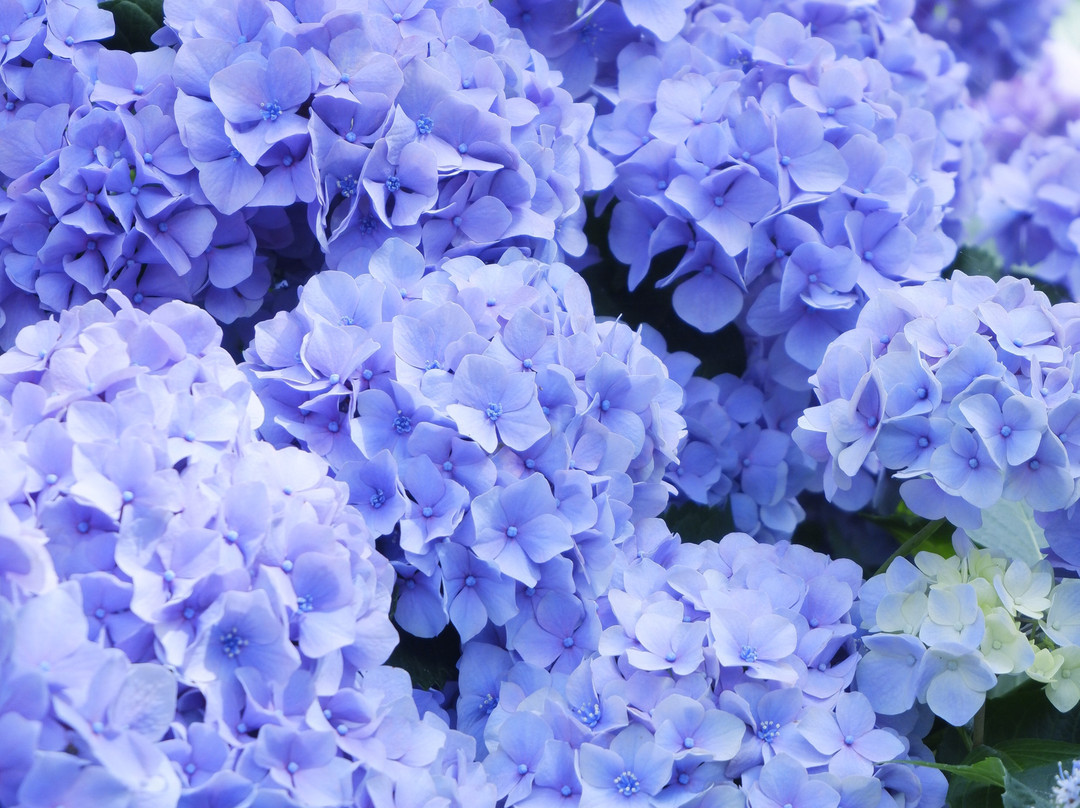 Hydrangeas Village Katahara Onsen-蒲郡港必去景点