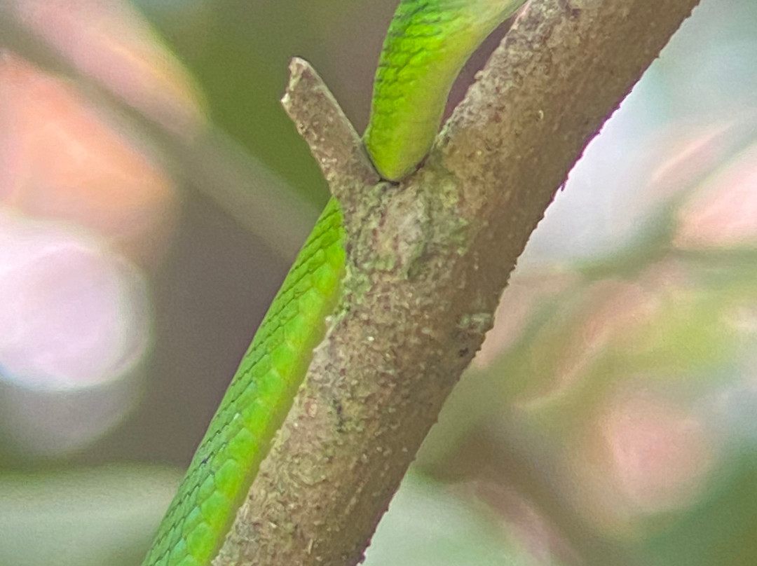 Manuel Antonio Park Wildlife Tour-哥斯达黎加安东尼奥国家公园必去景点