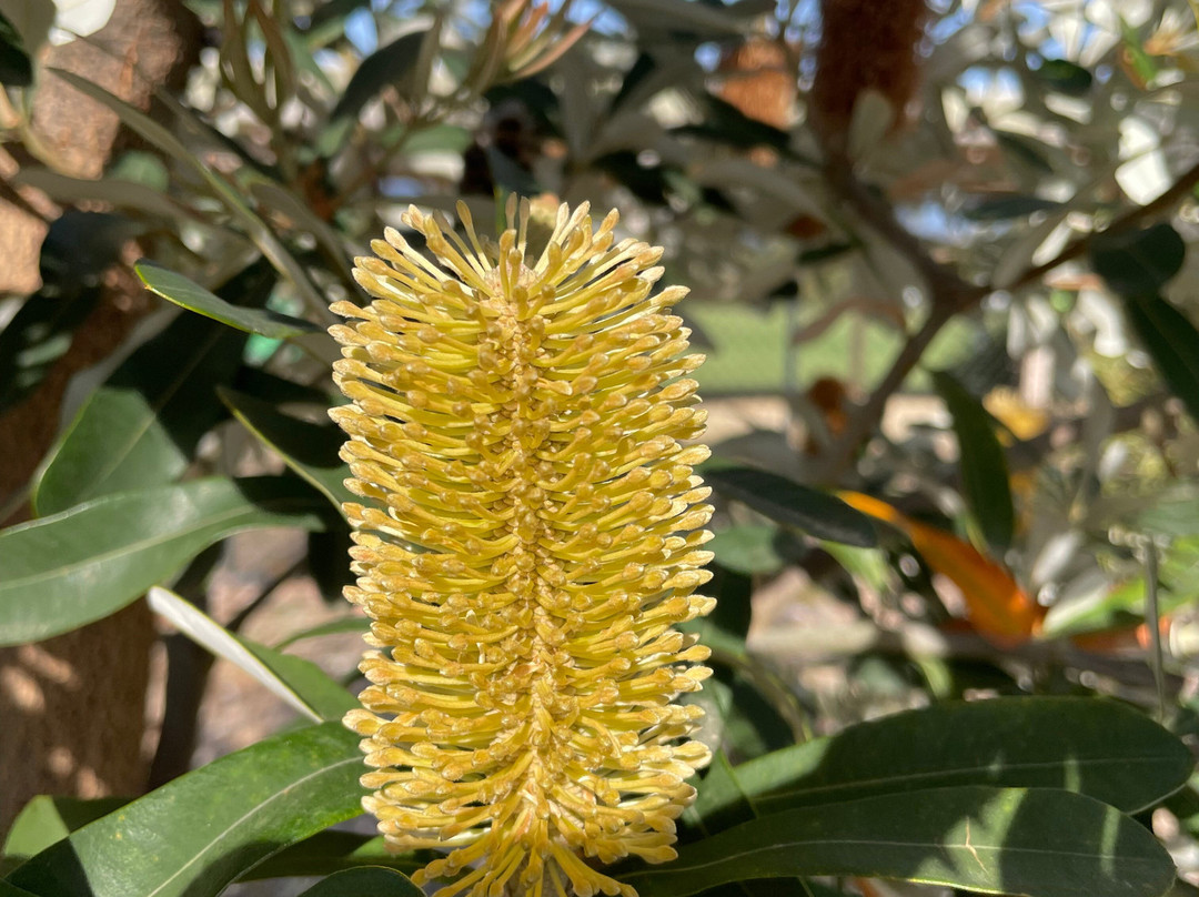 Morrison Reserve-Mount Evelyn必去景点