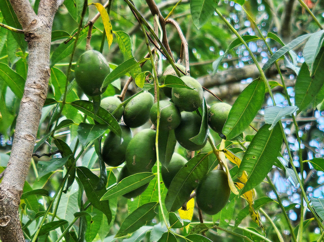 Sabah Agricultural Park