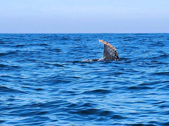 Vallarta Surf n' Dive-瓦拉塔港必去景点