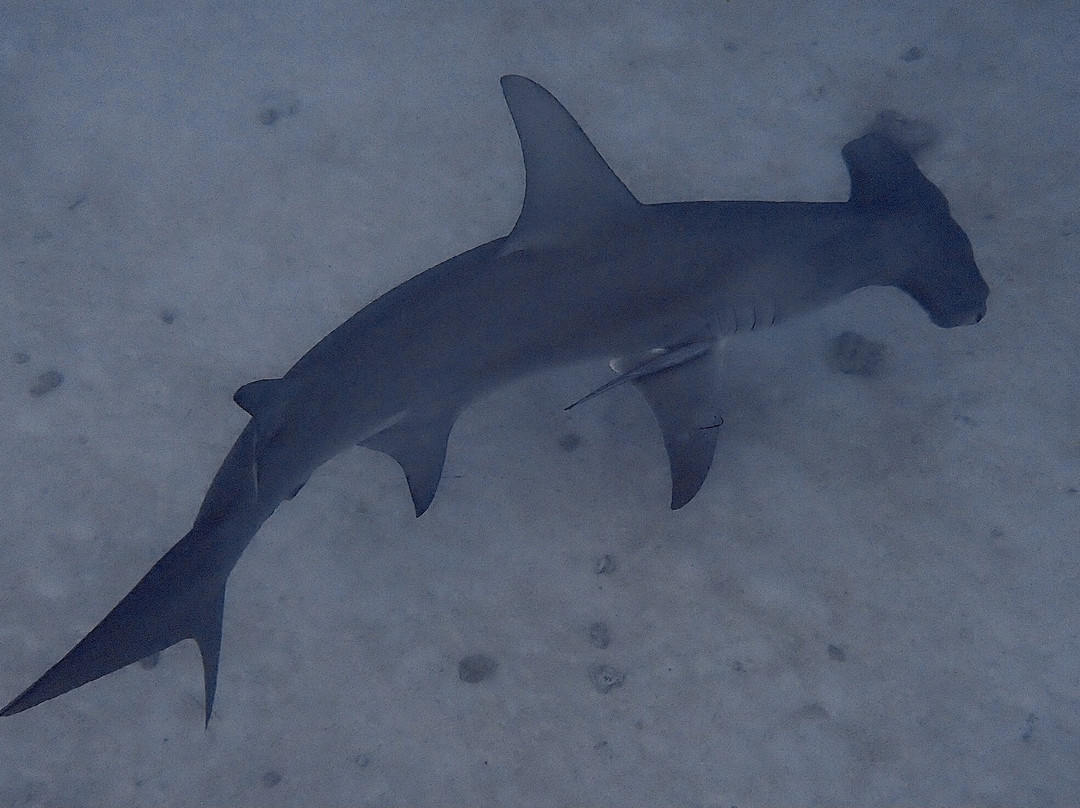 Sinai Dive Club Maldives-马富士岛必去景点