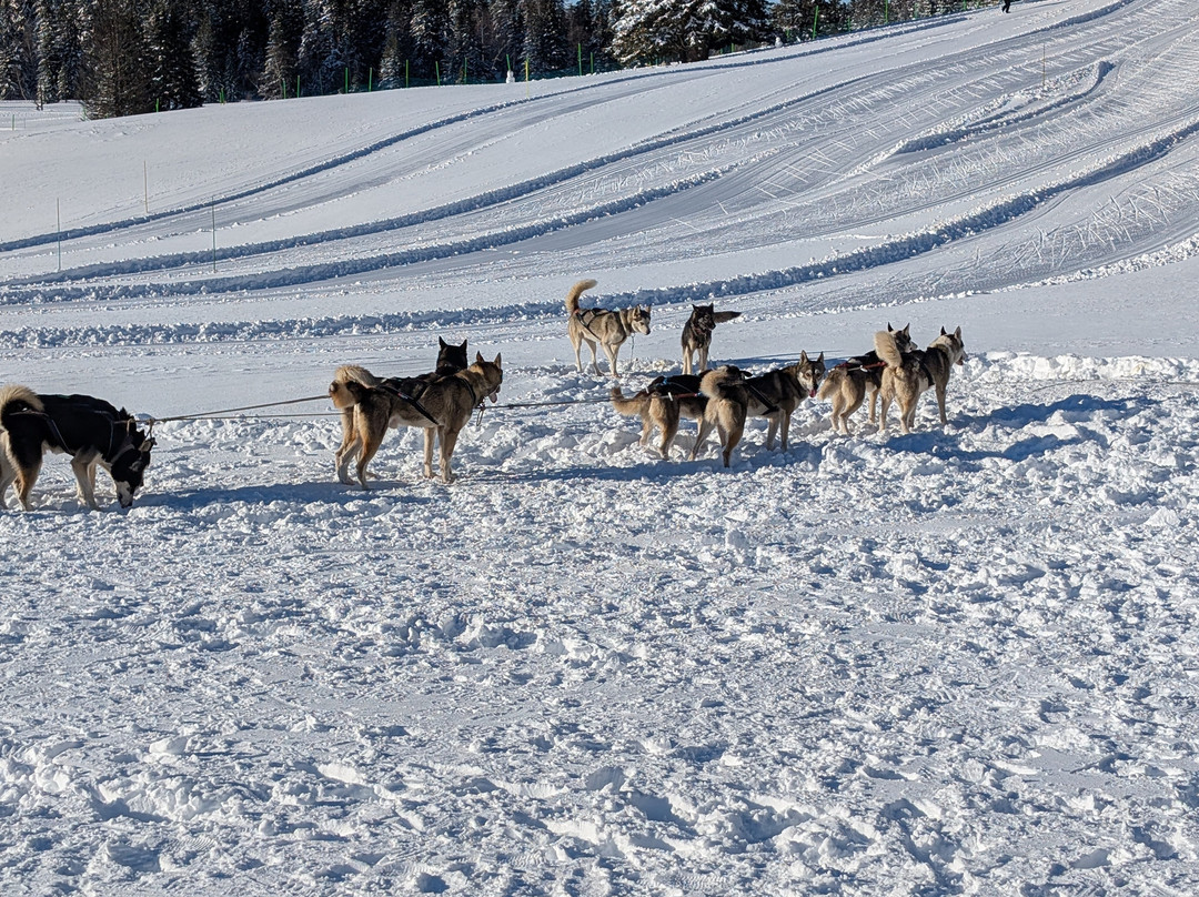 Chiens De Traîneaux Chamrousse-尚鲁斯必去景点