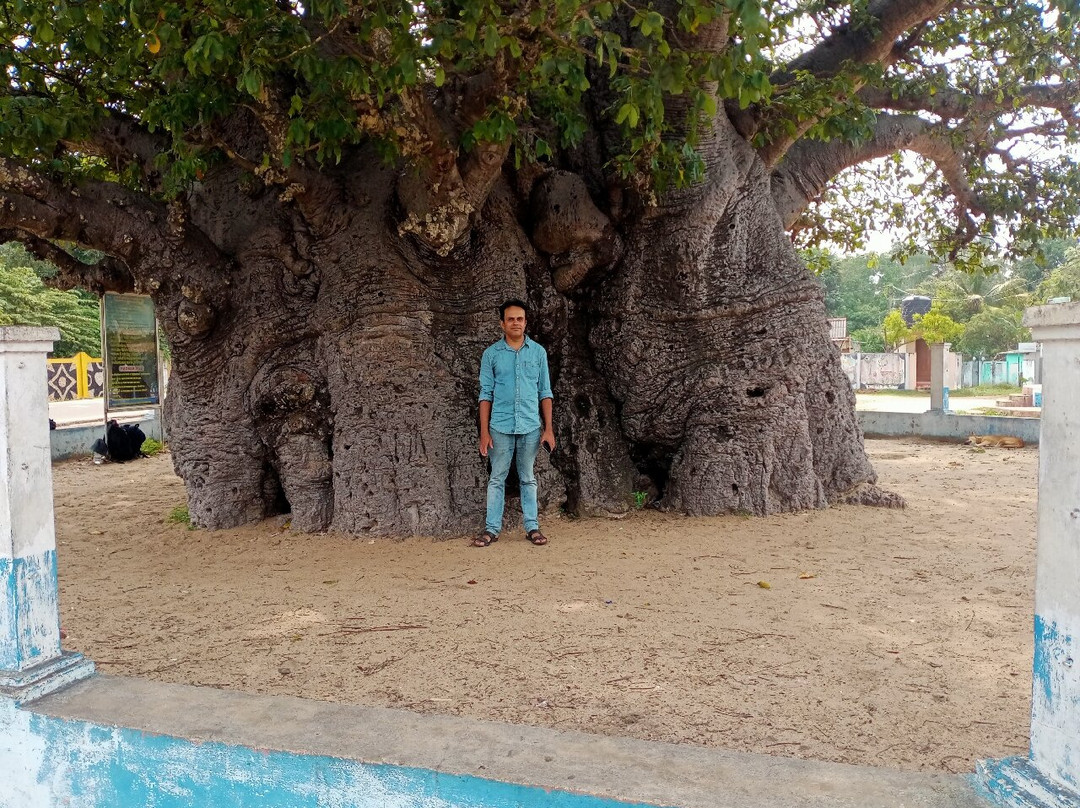 Baobab Tree-马纳尔必去景点