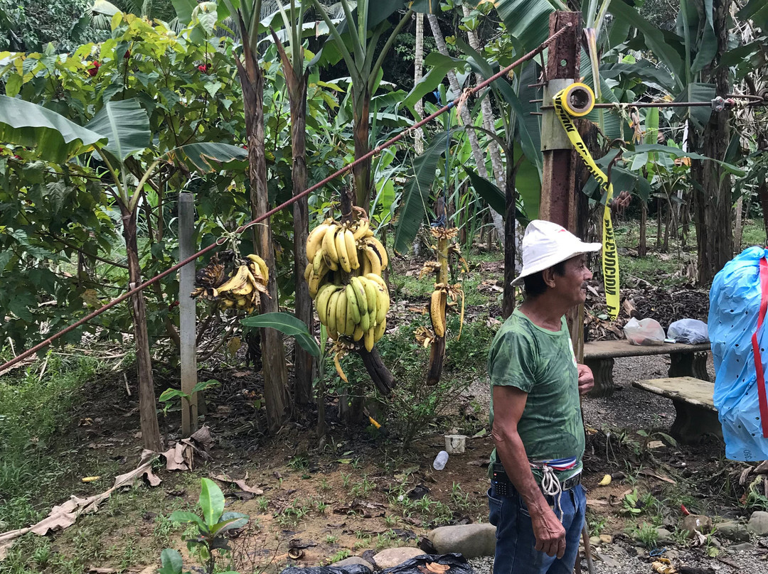 Banana Plantation Tour And Gift Shop景点图片