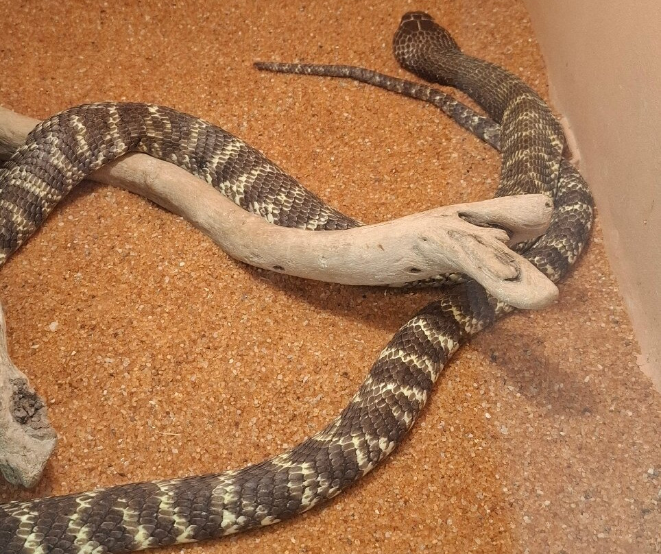 Snake Park-斯瓦科普蒙德必去景点