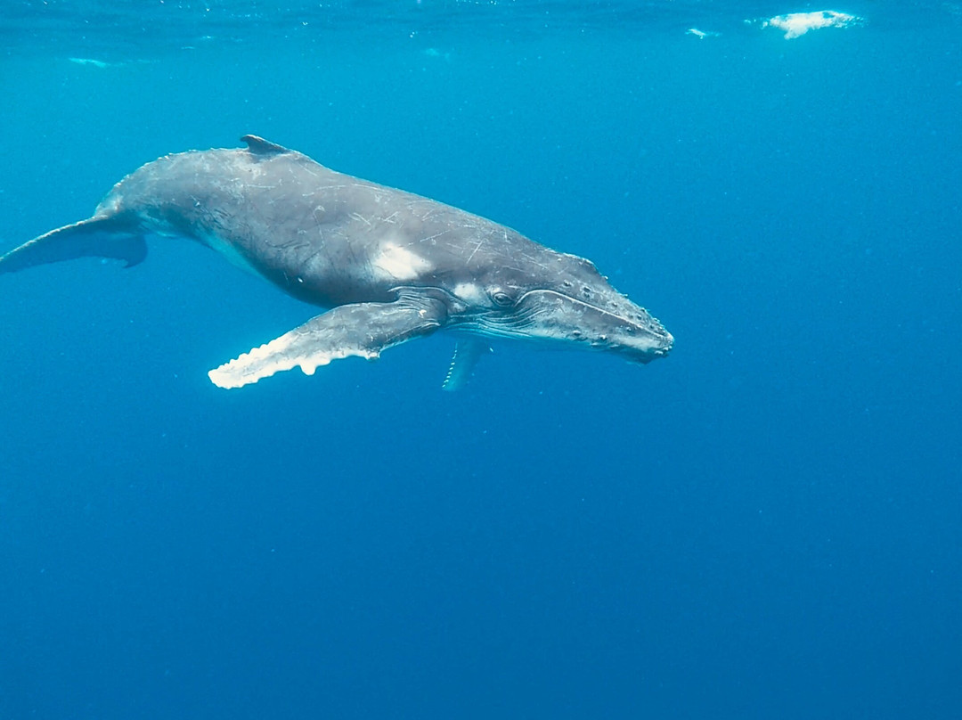 Majestic Whale Encounters景点图片