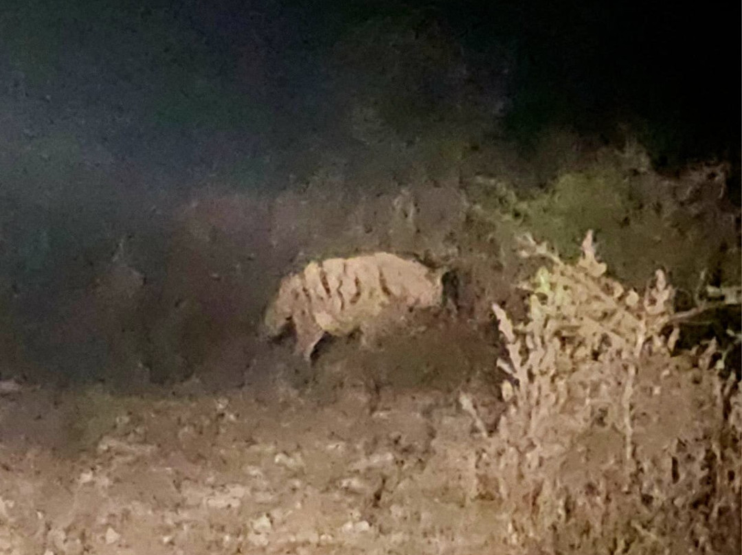 Raat Safari Lodge