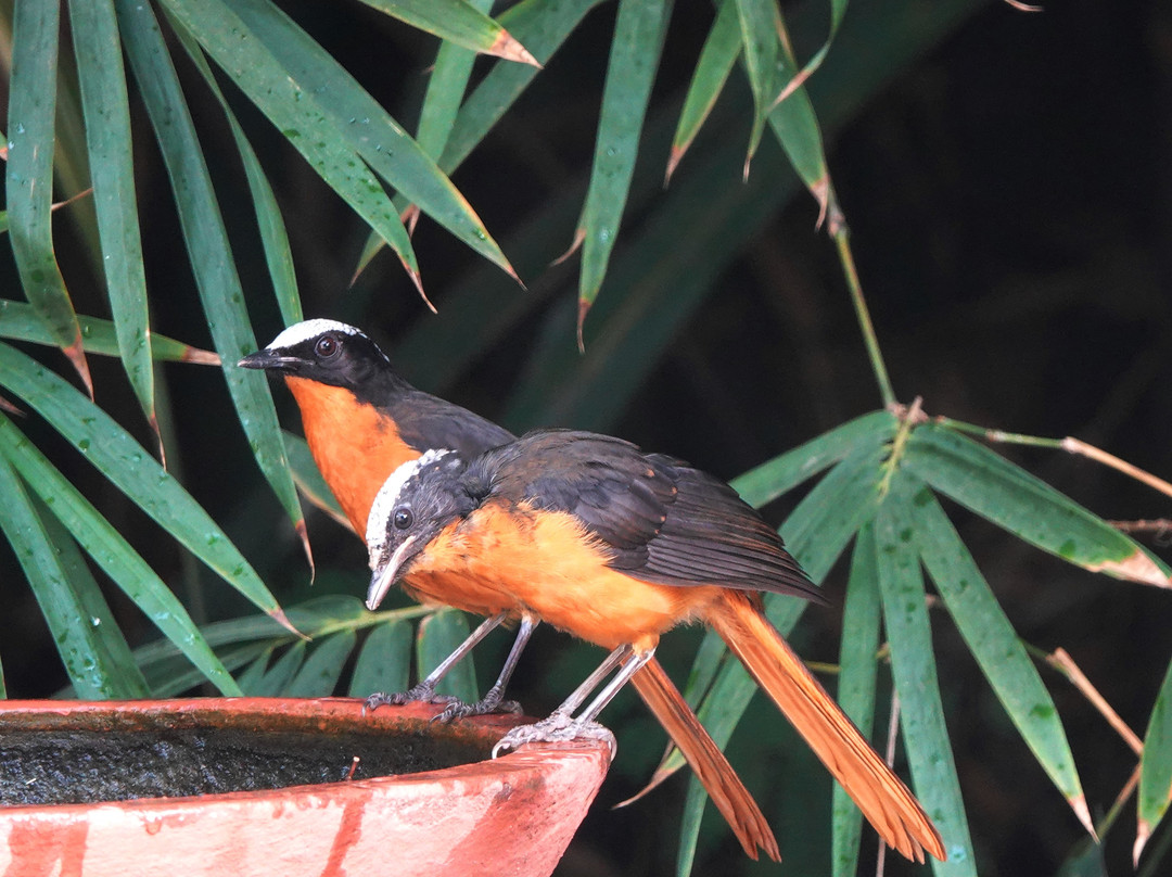 Hibiscus House主图