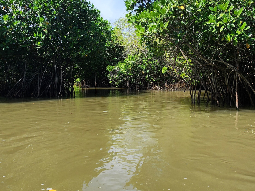 Pichavaram Mangrove Forest-Chidambaram必去景点