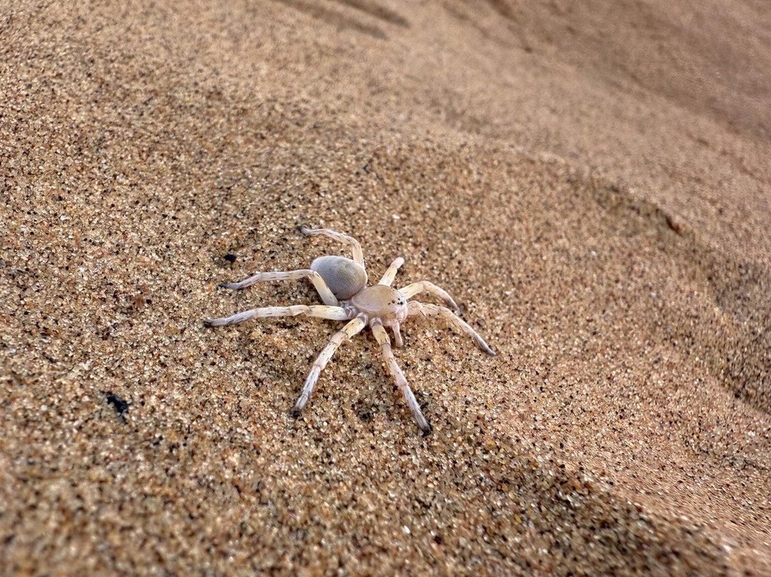 Desert Explorers cc-斯瓦科普蒙德必去景点