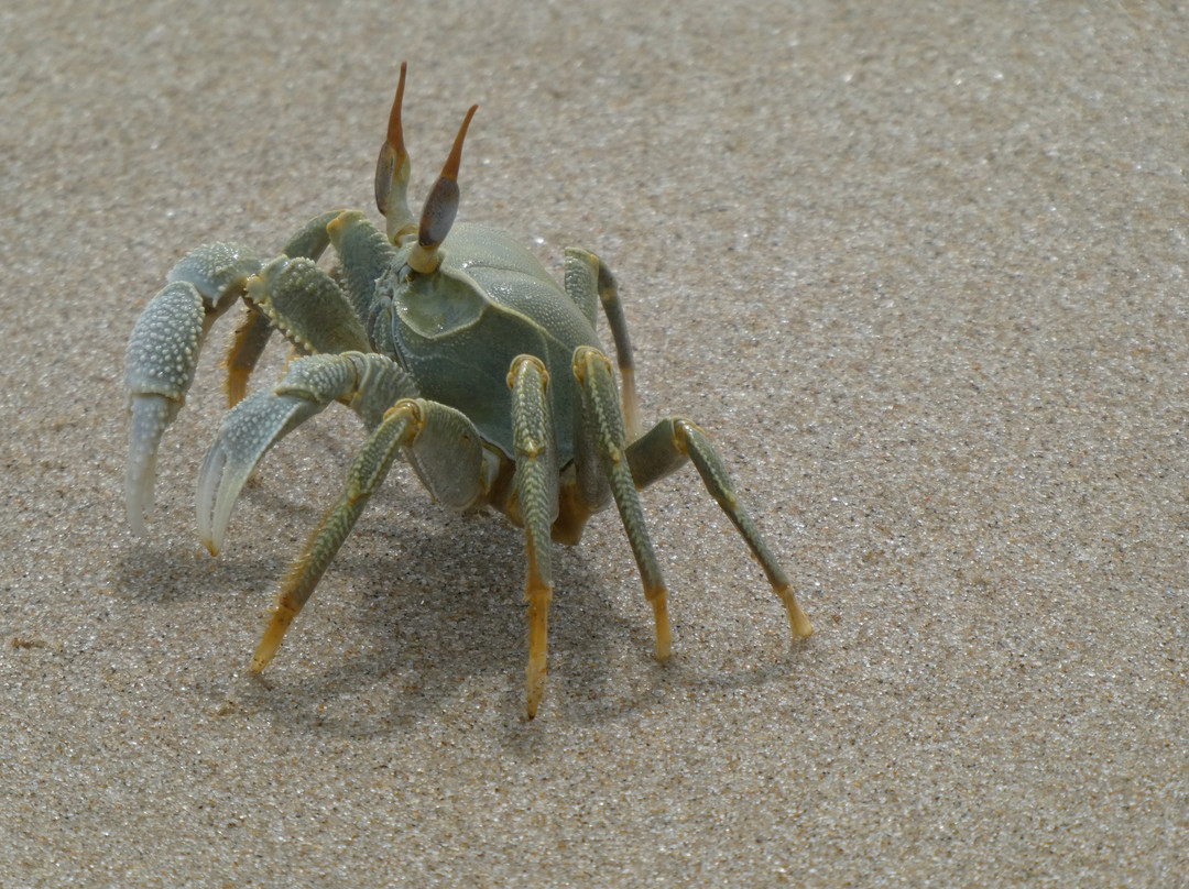 Macaneta Beach-马布多必去景点