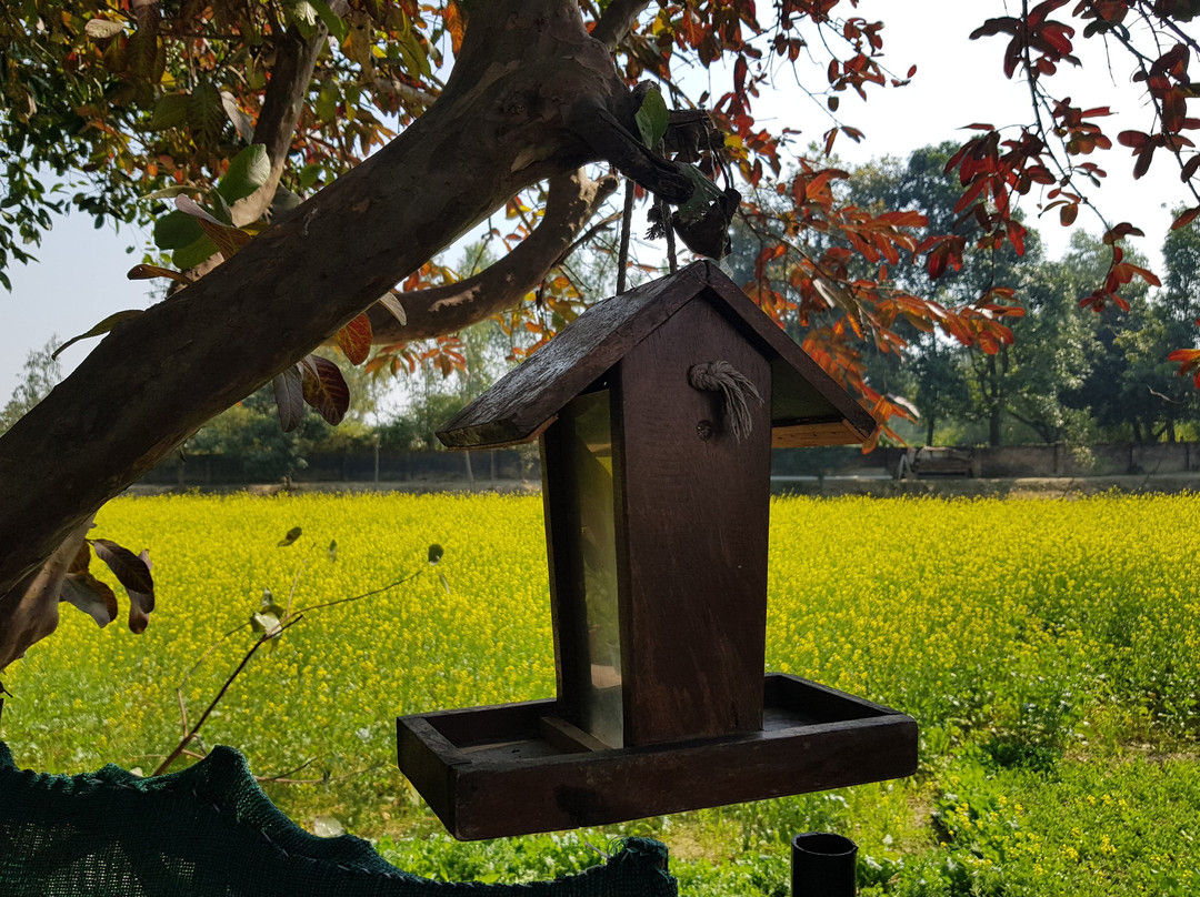 Koko's Farm-拉克瑙必去景点