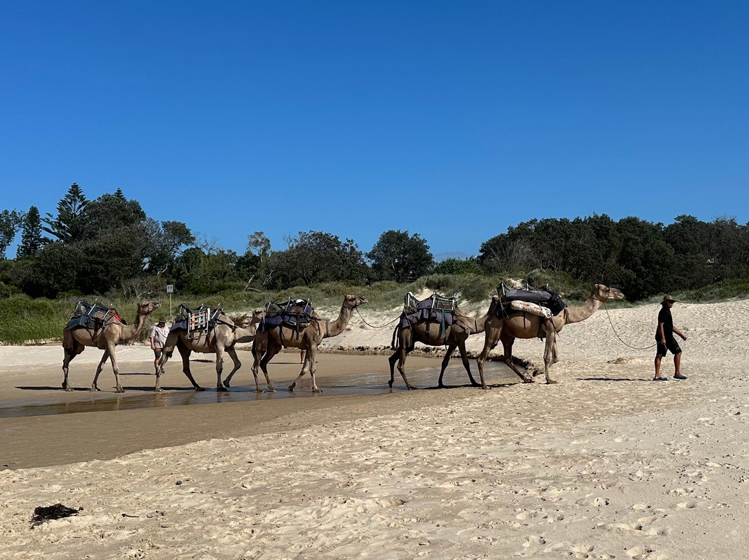 Port Macquarie Camel Safari's-麦克夸利港必去景点