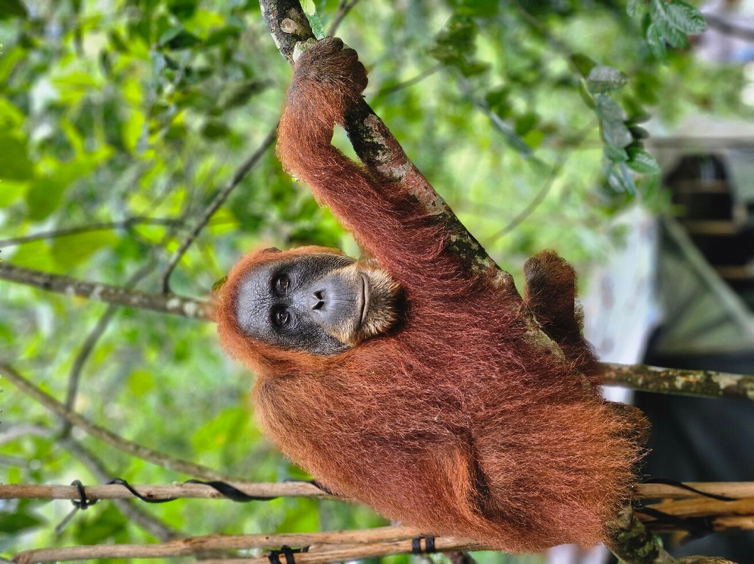 Junglebooked Adventure-棉兰必去景点