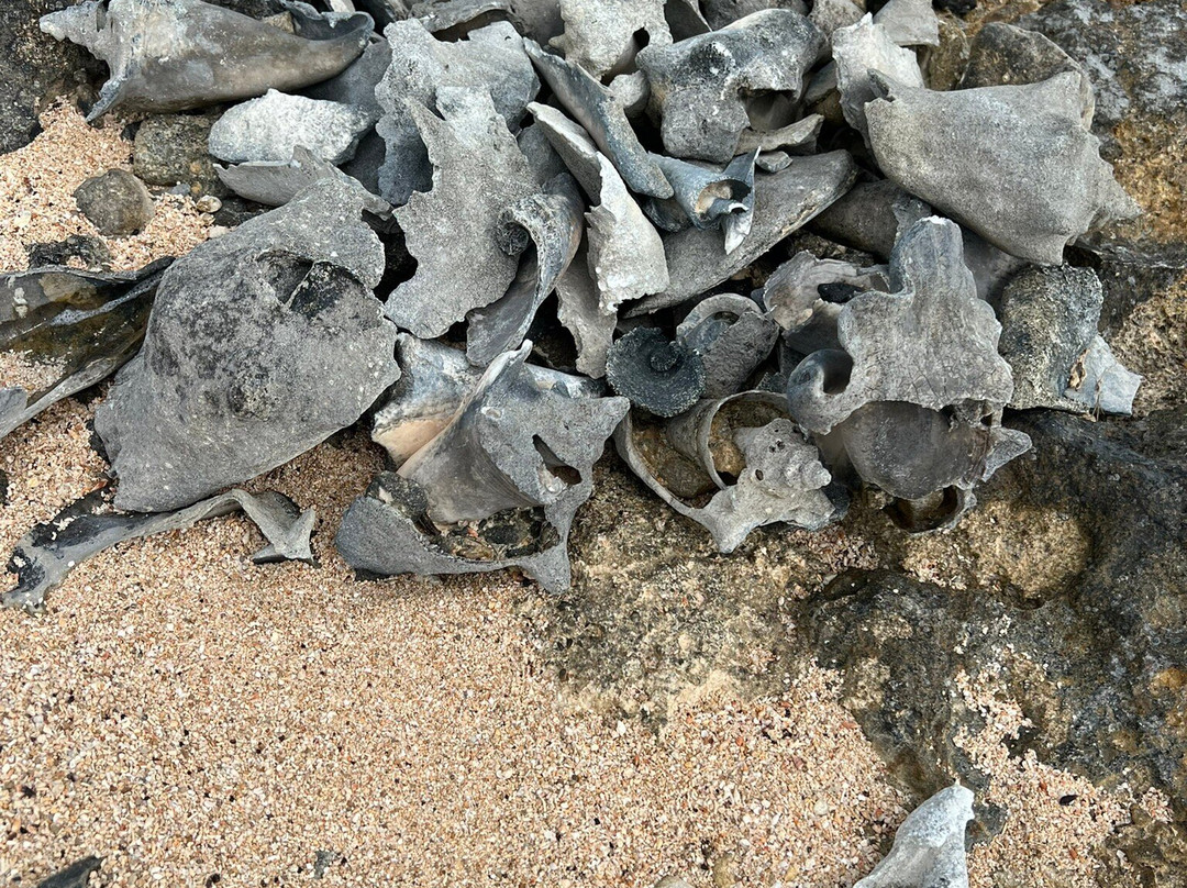 Bird Rock Point Trail-Long Bay Beach必去景点