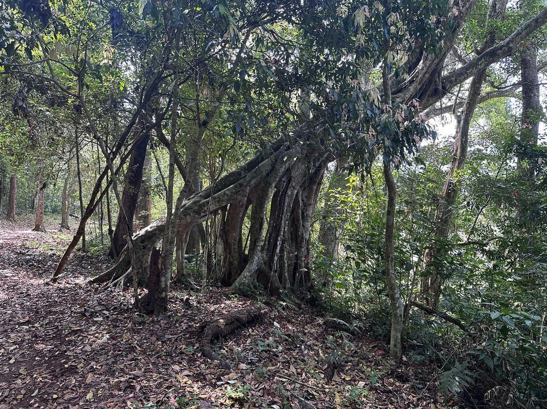 Periyar National Park景点图片