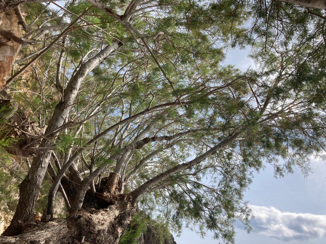 Crete Off Road-Koutsounari必去景点