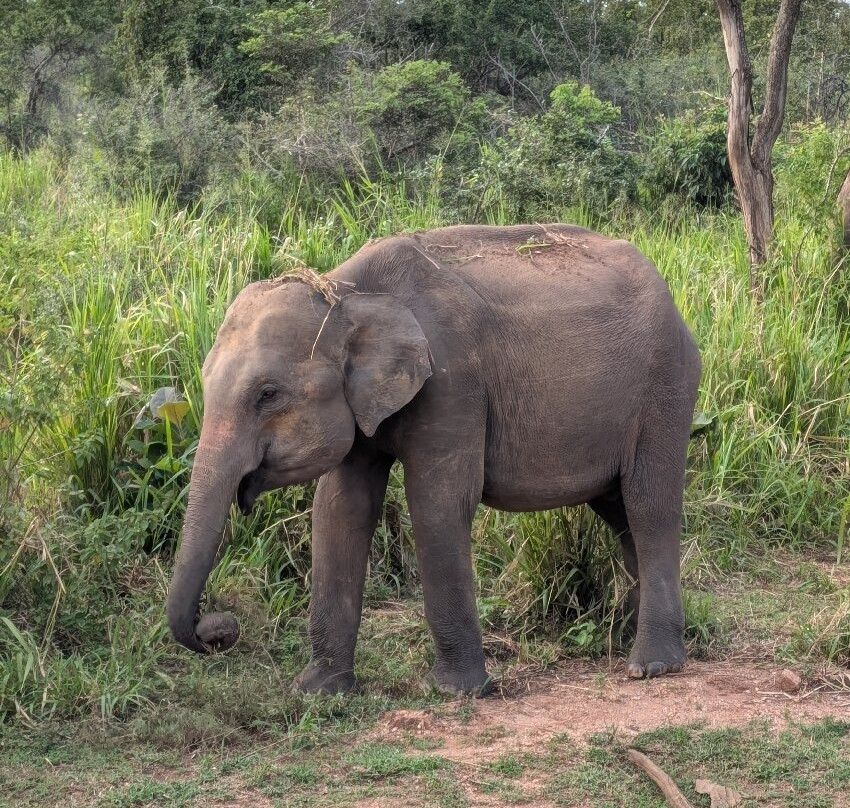 Minneriya Wild Jeep Safari-丹布拉必去景点