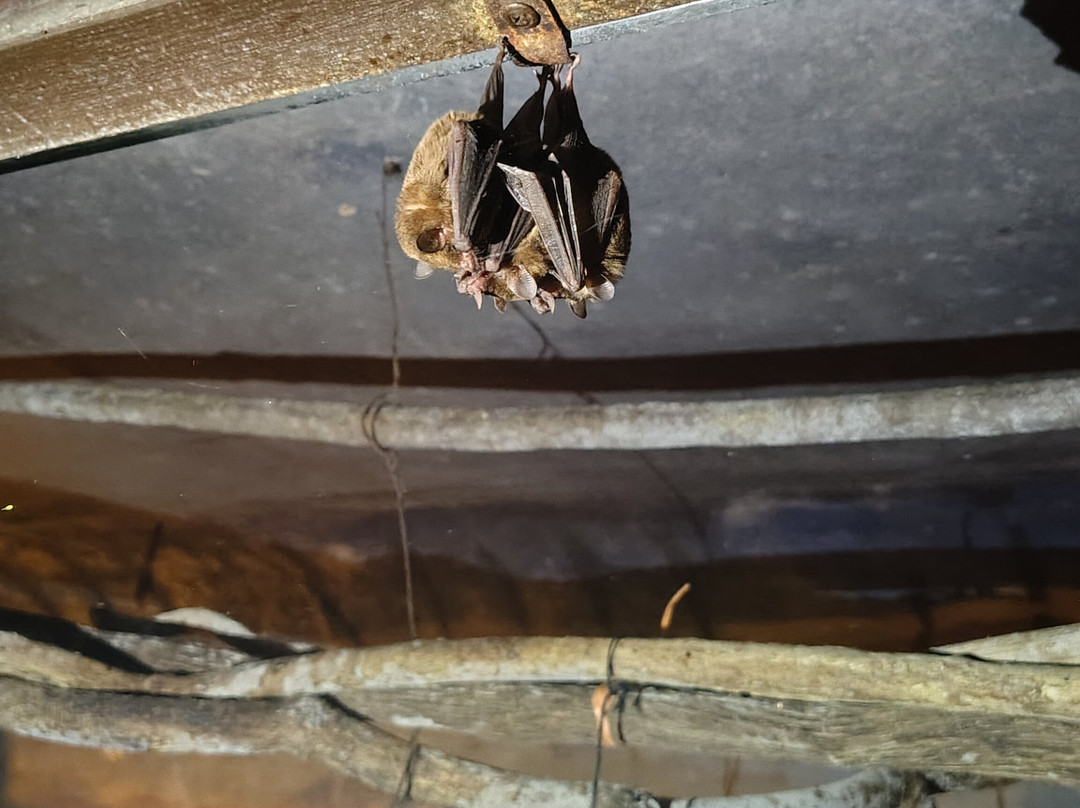 The Bat Jungle景点图片