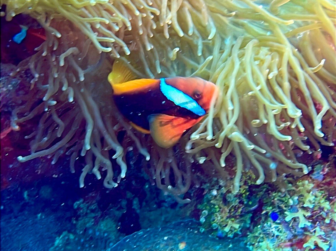 Coco Grove Dive Shop景点图片