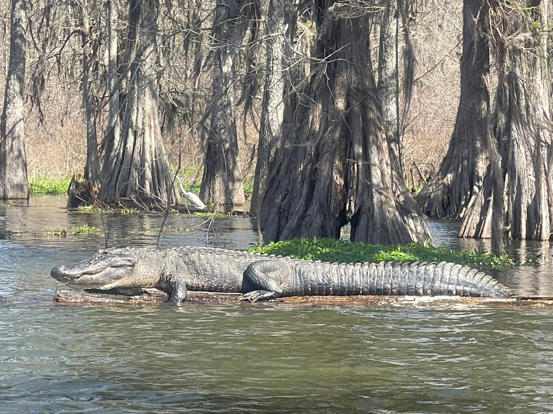 Cajun Country Swamp Tours景点图片
