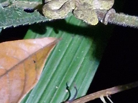 Neotropic Wildlife Expedition-福德圣卡洛斯必去景点