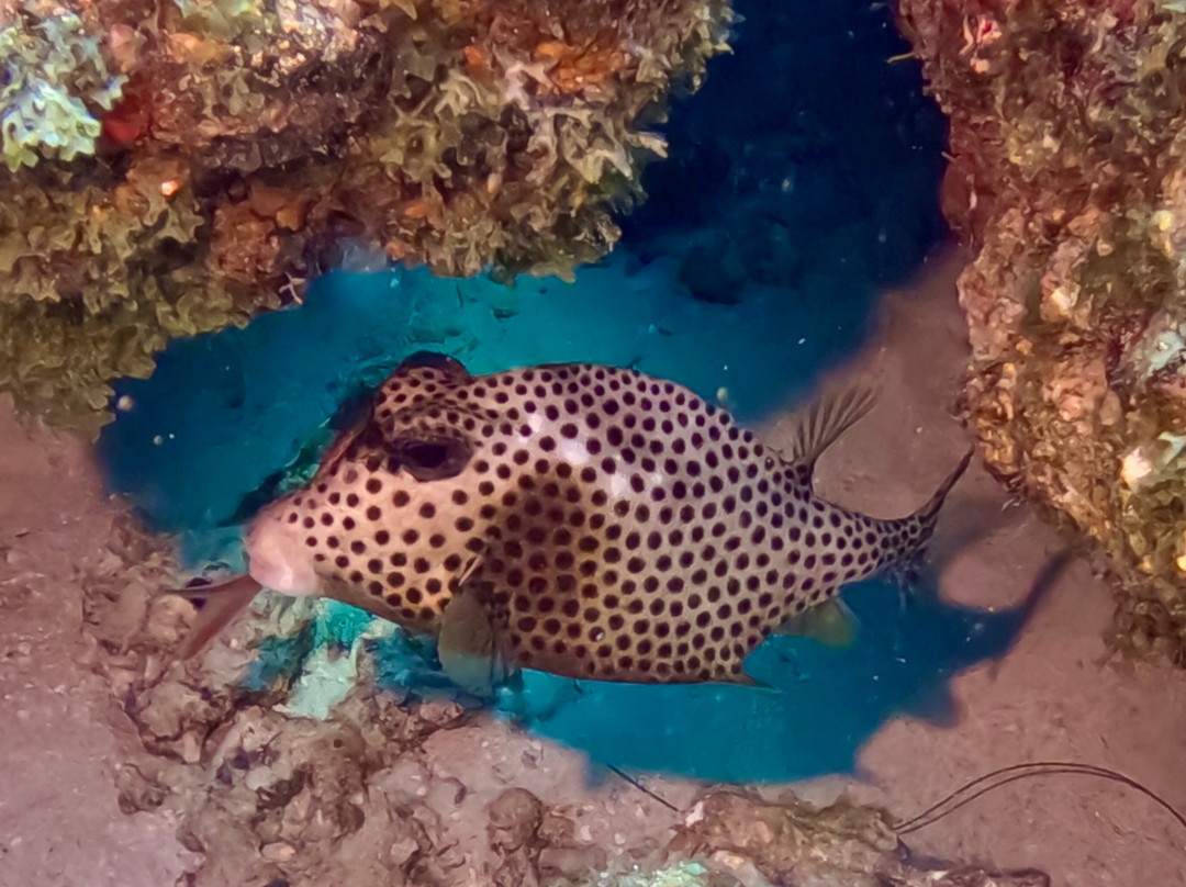 Ocean Explorers Dive Center-辛普森湾必去景点