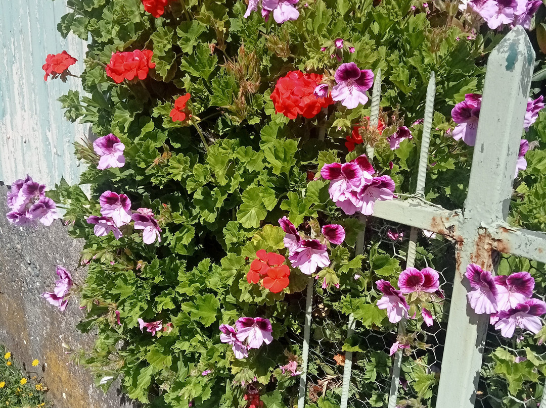 Plaza de Armas de Ancud-Ancud必去景点