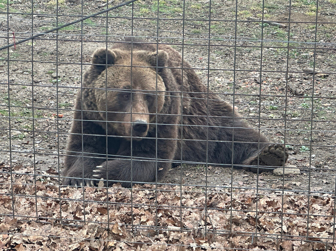 Libearty Bear Sanctuary Zarnesti景点图片