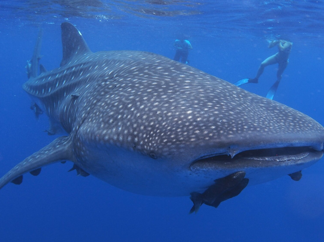 Sub-Tropic Adventures-Jamestown必去景点