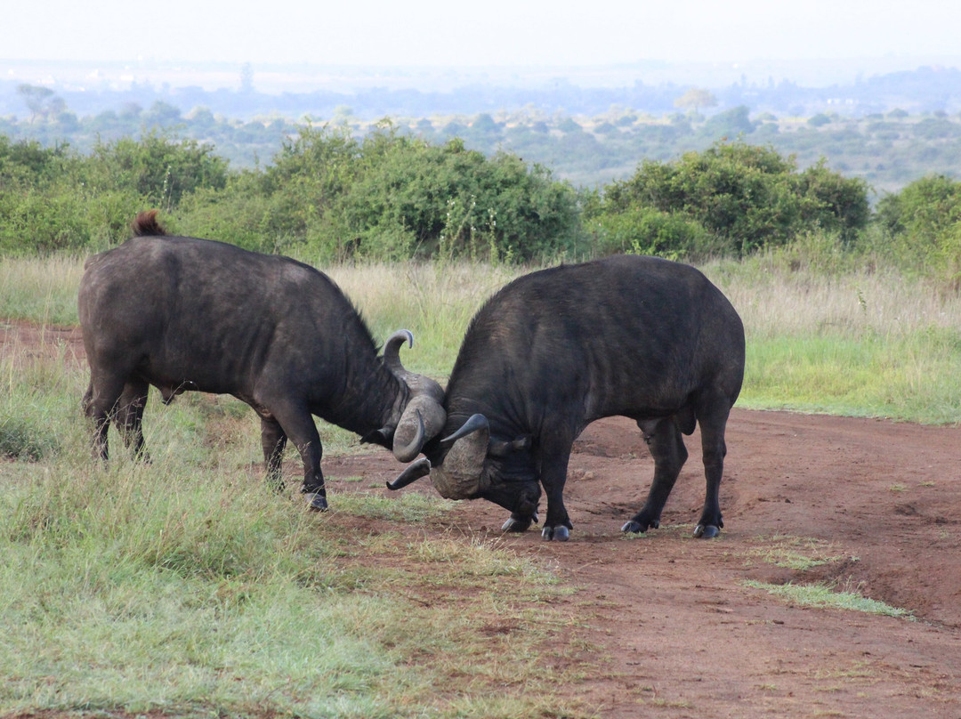 Heritawi safaris-Karen必去景点