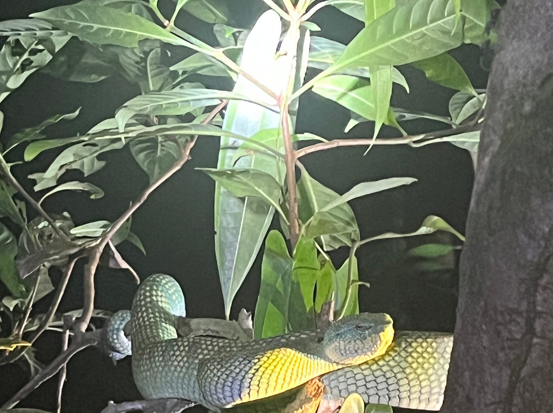 Orangutan Applause - Day Tours-Pangkalan Bun必去景点