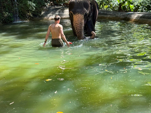Chalong Elephant Retirement-普吉镇必去景点