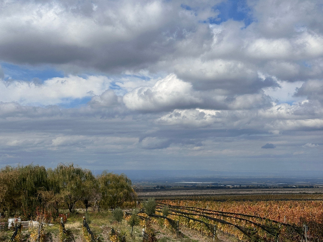 Zorzal Wines-Tupungato必去景点