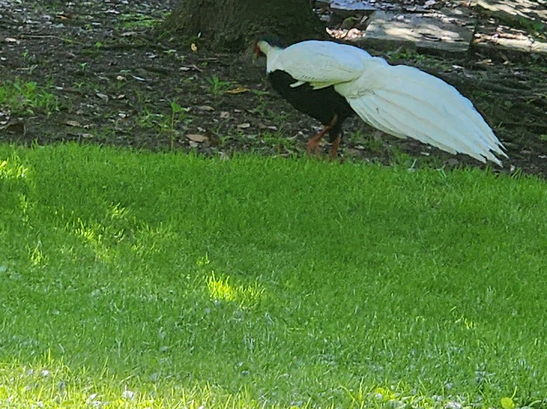 The Lake Maggiore Express-斯特雷萨必去景点