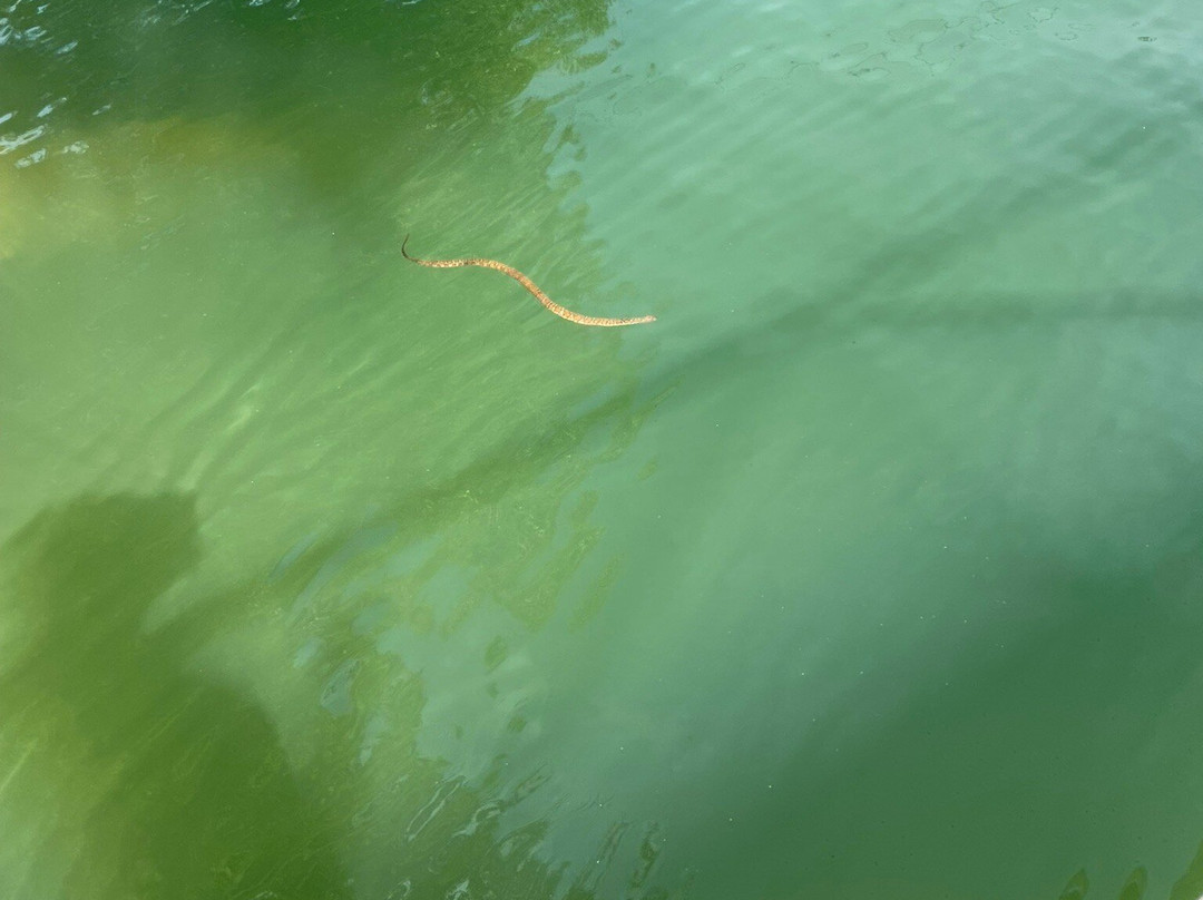Nantahala Lake Marine景点图片