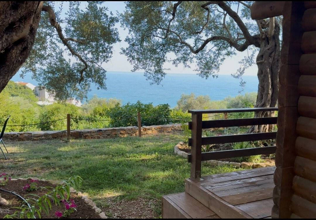 Holiday Park Olive Tree主图