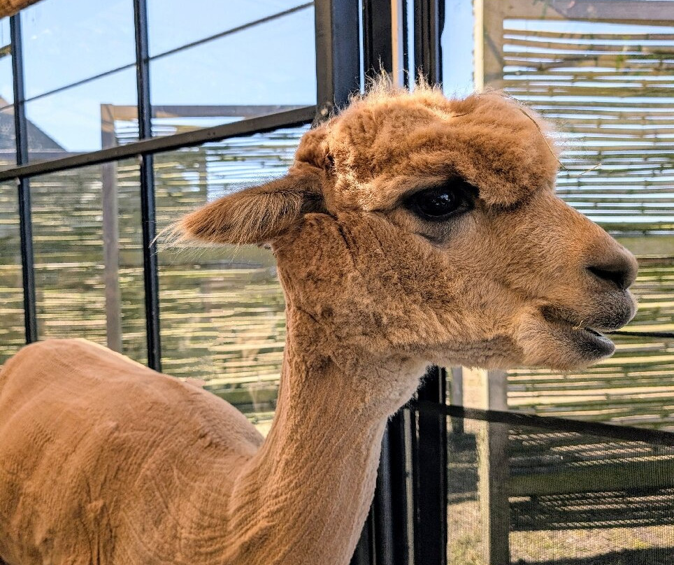 Alpaca Eco Farm景点图片