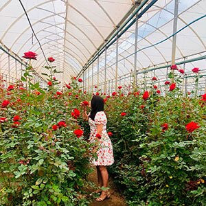 Fazenda Santo Expedito-Ubajara必去景点